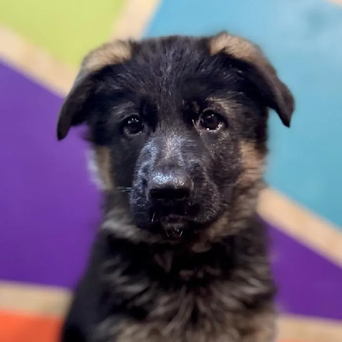 Female German Shepherd Puppy for Sale in Fayetteville, AR