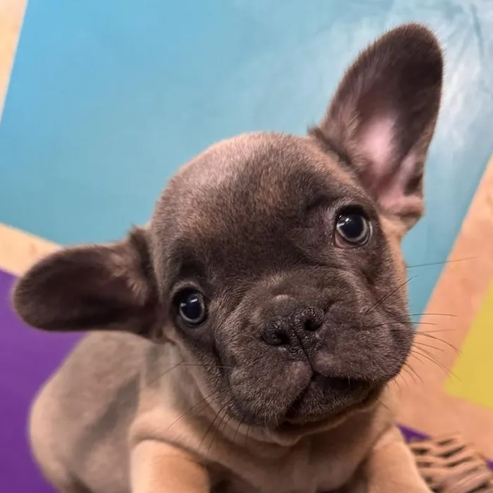 Male French Bulldog Puppy for Sale in Rogers, AR