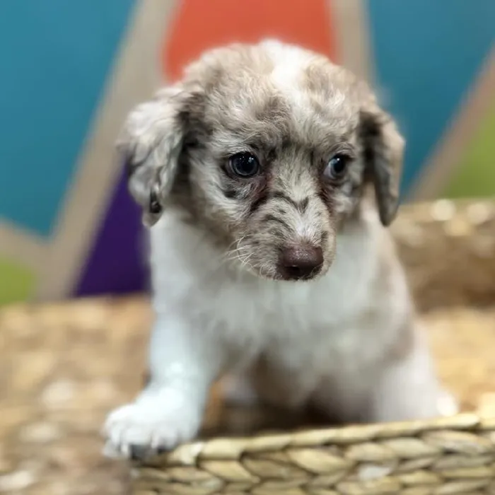 Male Pom-A-Poo Puppy for Sale in Rogers, AR