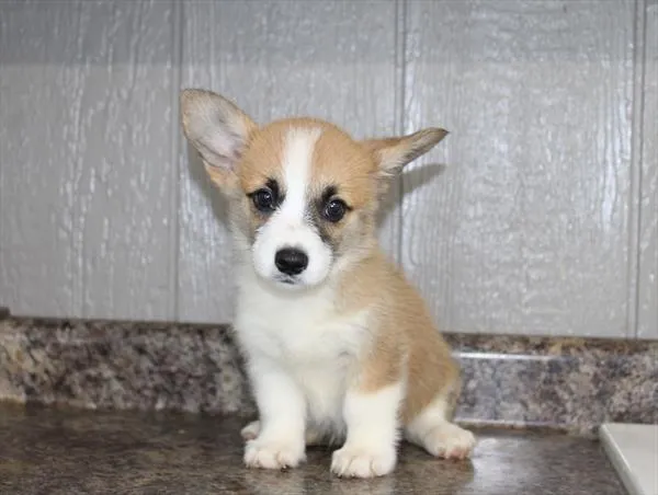 Female Pembroke Welsh Corgi puppy for sale at Petland Rogers.