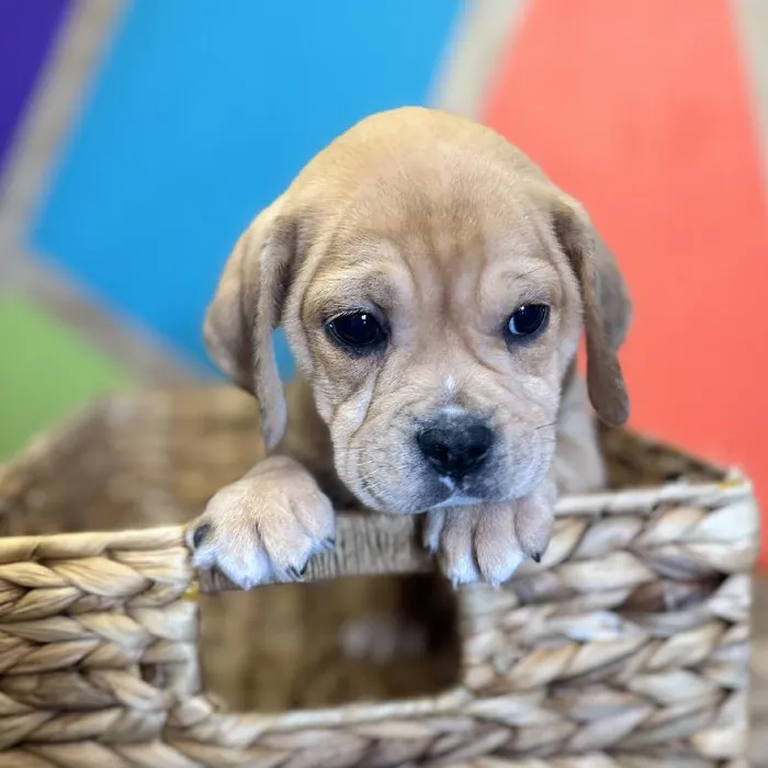 Female Mini Bulldog Puppy for Sale in Rogers, AR