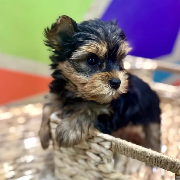 Male Yorkie Puppy for Sale in Rogers, AR