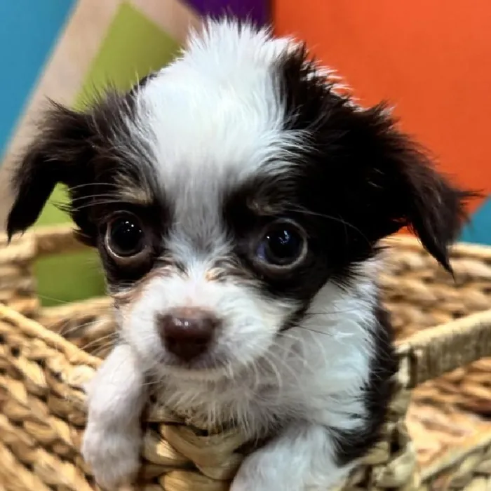 Female Chihuahua Puppy for Sale in Rogers, AR