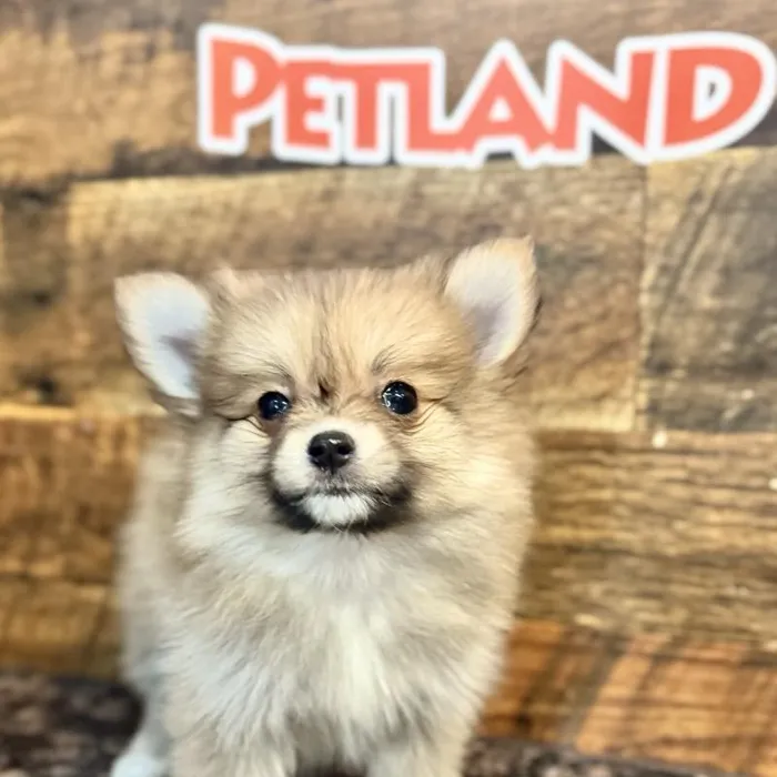 Female Pomeranian Puppy for Sale in Joplin, MO