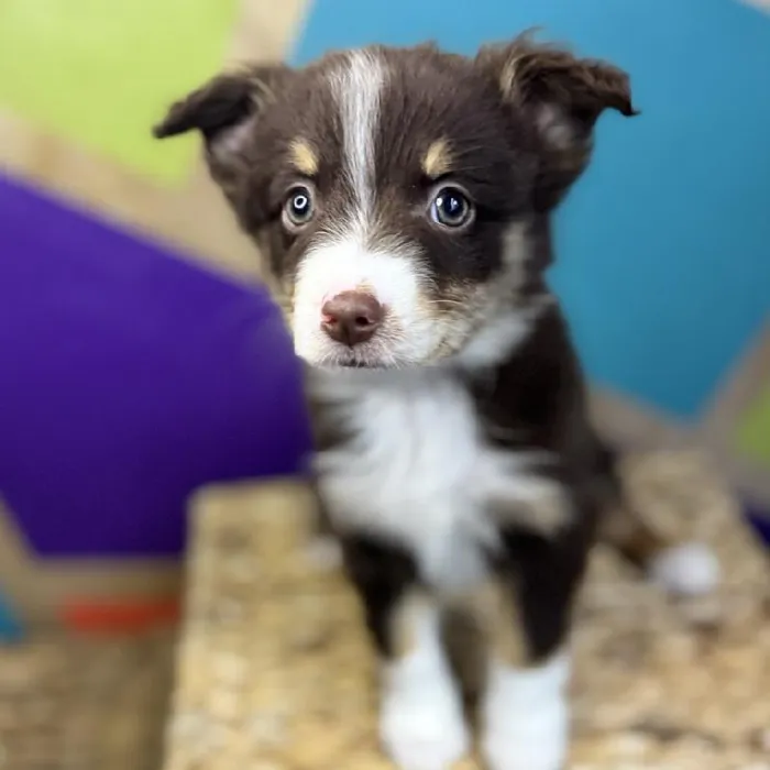 Female Mini Aussie Puppy for Sale in Rogers, AR