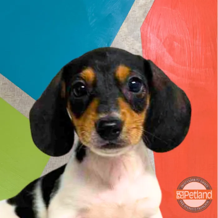 Female Mini Dachshund Puppy for Sale in Rogers, AR