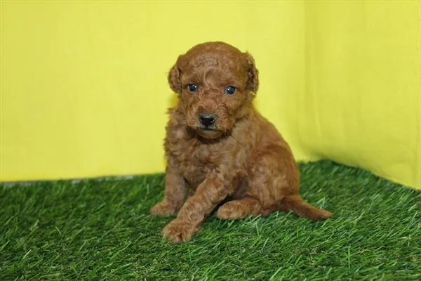 Female Mini Goldendoodle puppy for sale at Petland Joplin.