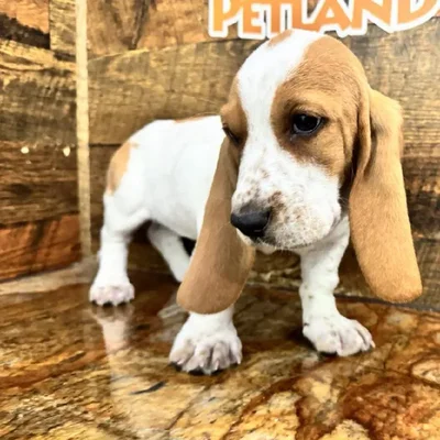 Female Basset Hound Puppy for Sale in Rogers, AR