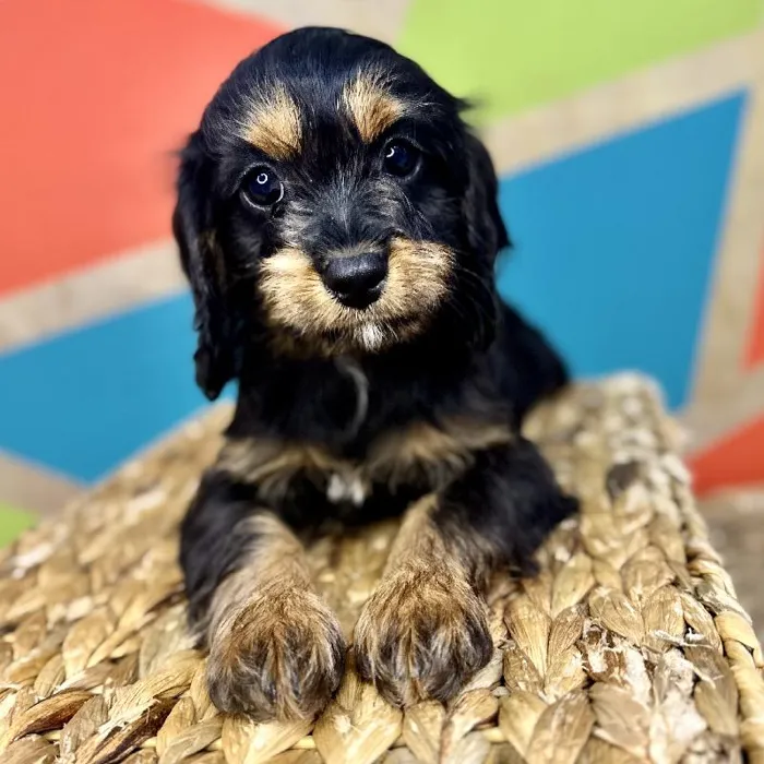 Female Cavapoo Puppy for Sale in Rogers, AR