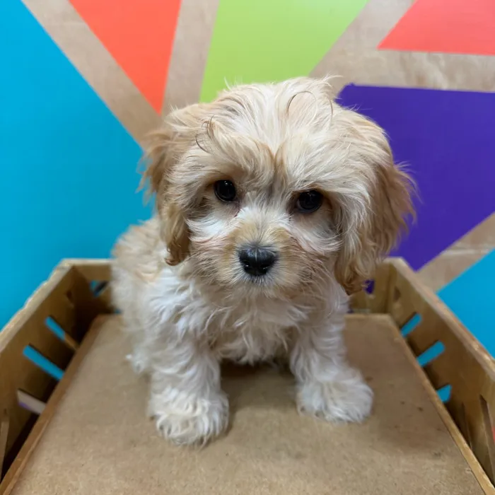 Male Cavachon puppy named Harry for sale at Petland Joplin.