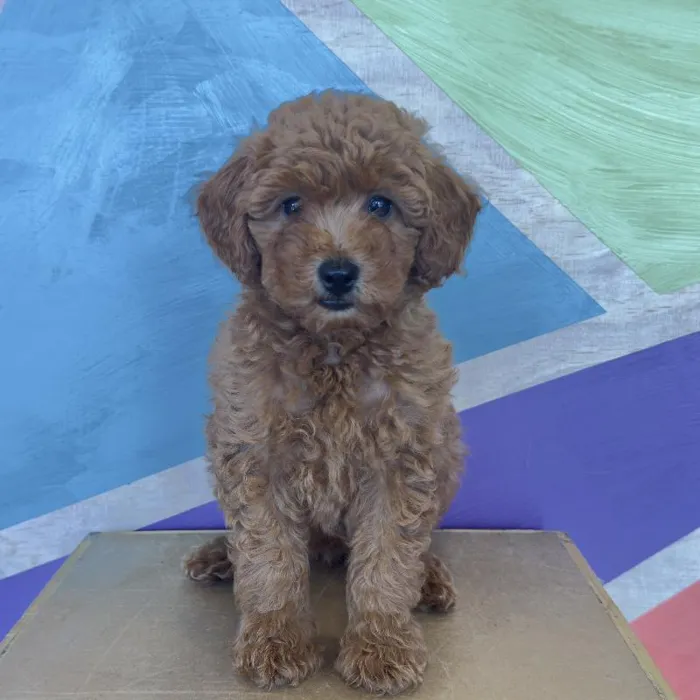 Female Mini Goldendoodle puppy named Summer for sale at Petland Fayetteville.
