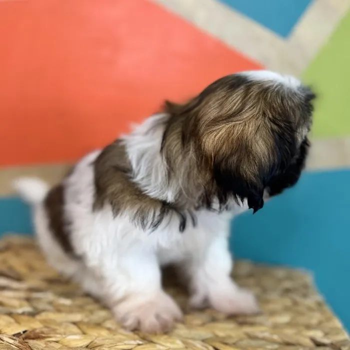Male Shih Tzu Puppy for Sale in Fayetteville, AR