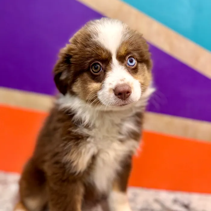 Female Australian Shepherd puppy for sale at Petland Rogers.