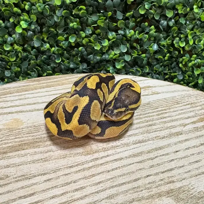 Female Ball Python reptile for sale at Petland Joplin.