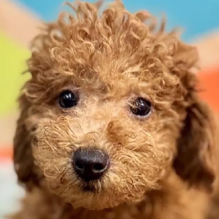 Female F1B Mini Goldendoodle Puppy for Sale in Joplin, MO
