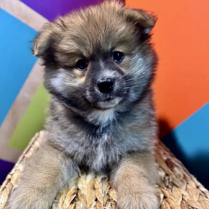 Male Pomeranian Puppy for Sale in Rogers, AR