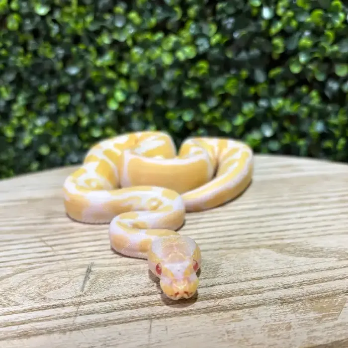 Male Ball Python reptile for sale at Petland Joplin.