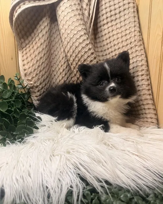 Female Pomeranian puppy for sale at Petland Rogers.