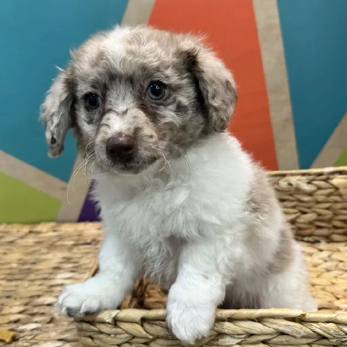 Male Pom-A-Poo Puppy for Sale in Rogers, AR