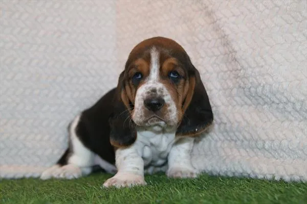 Male Basset Hound puppy for sale at Petland Joplin.