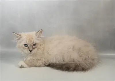 Male Ragdoll kitten for sale at Petland Rogers.