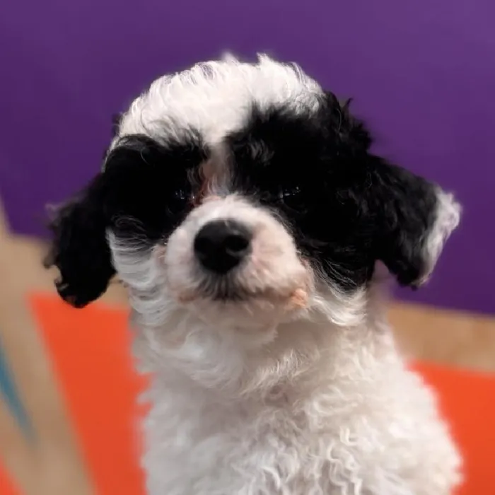 Female Mini Poodle puppy named Jessie for sale at Petland Rogers.