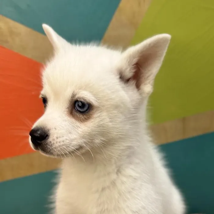 Male Alaskan Klee Kai Puppy for Sale in Rogers, AR