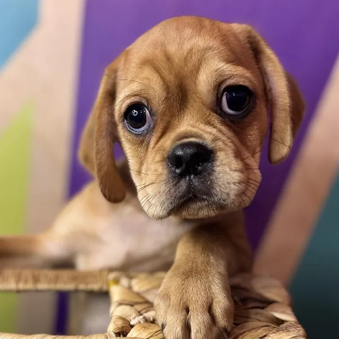 Male CHUG Puppy for Sale in Rogers, AR