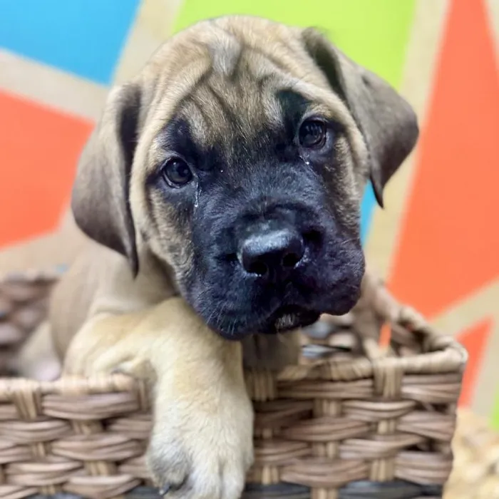 Female English Mastiff Puppy for Sale in Rogers, AR