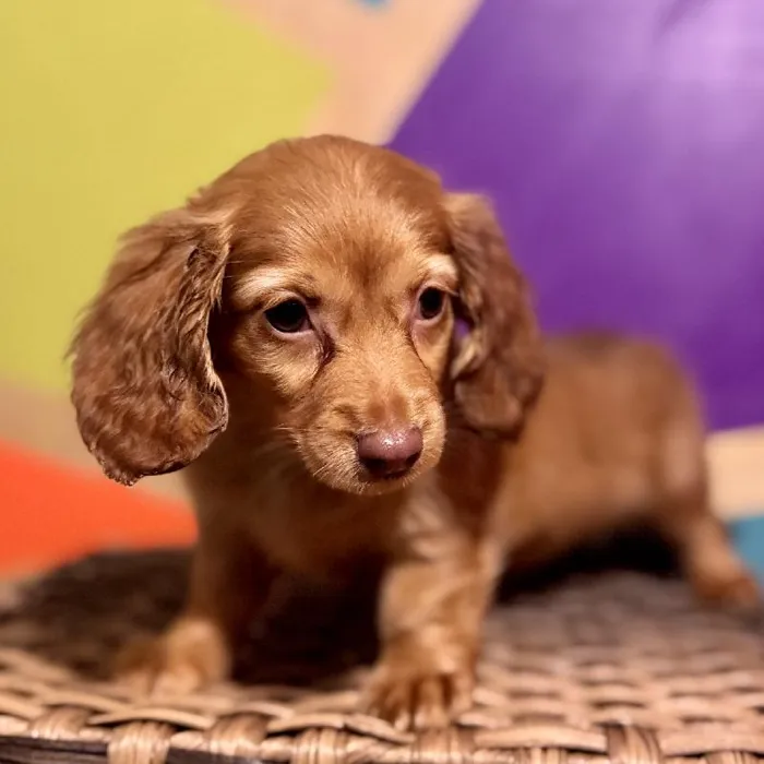 Female Mini Dachshund Puppy for Sale in Joplin, MO