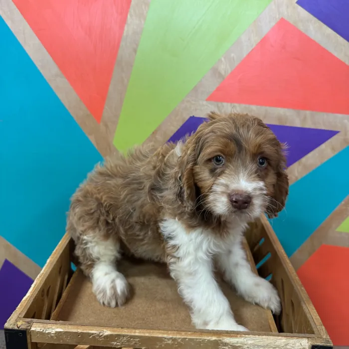 Male Cockapoo puppy named Benjamin for sale at Petland Joplin.