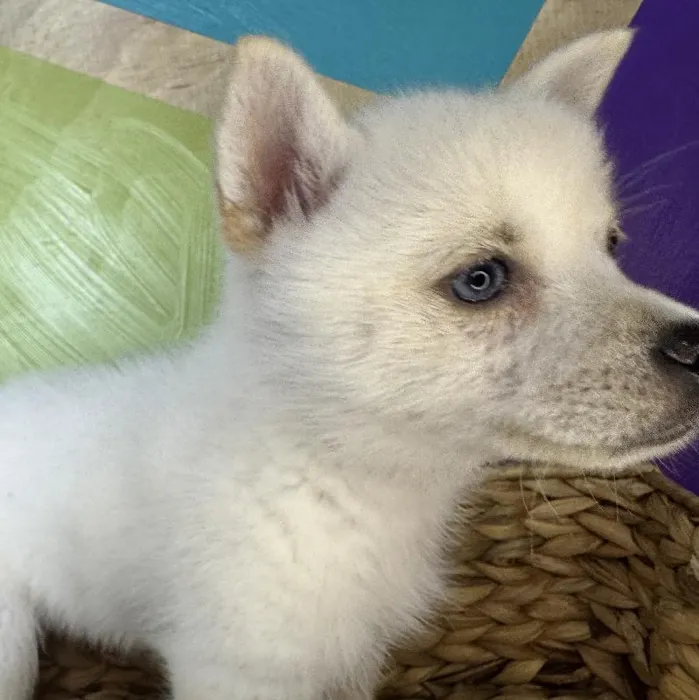 Female Alaskan Klee Kai Puppy for Sale in Rogers, AR