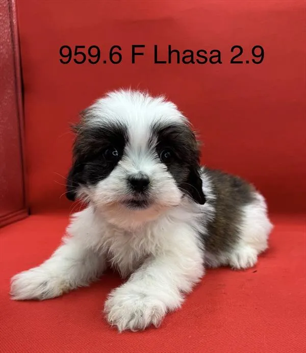 Female Lhasa Apso puppy for sale at Petland Joplin.