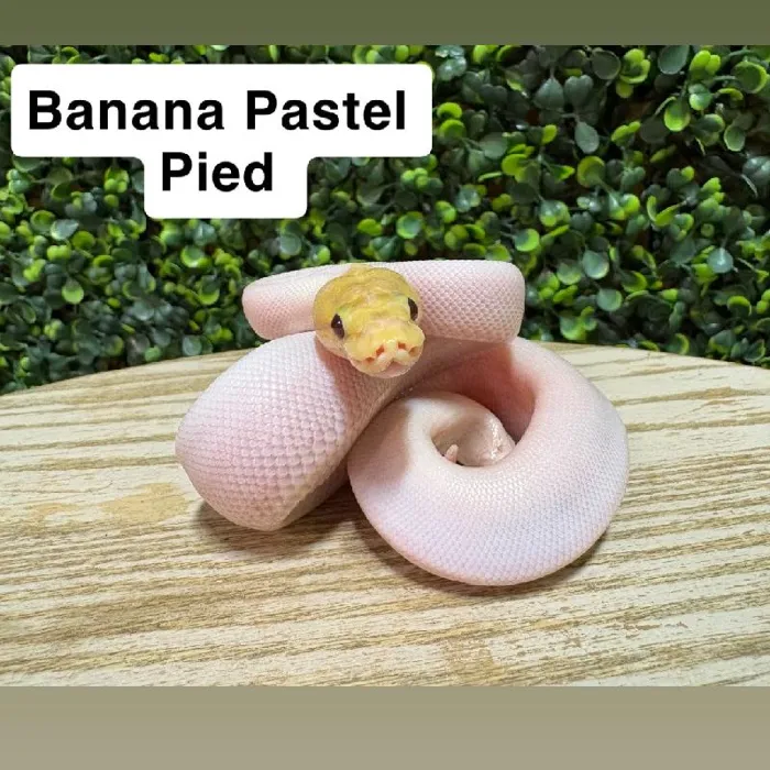 Male Ball Python reptile for sale at Petland Joplin.