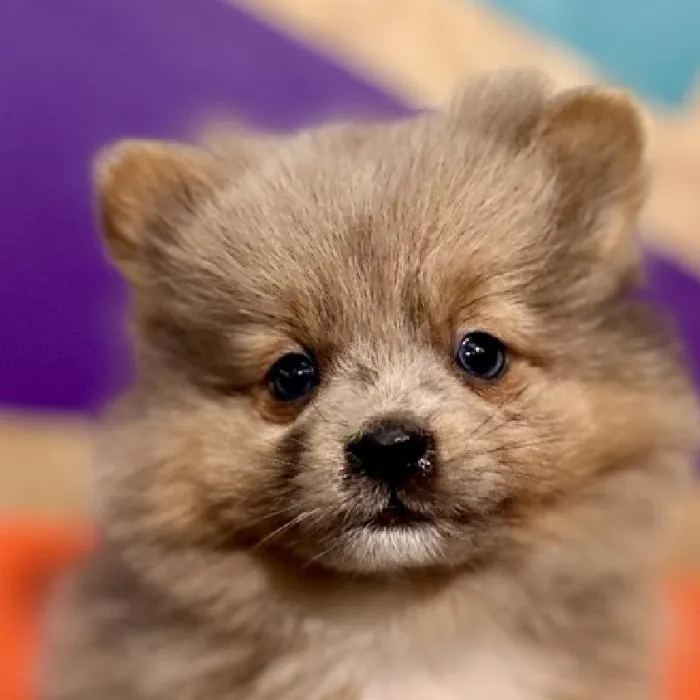 Male Pomeranian Puppy for Sale in Rogers, AR