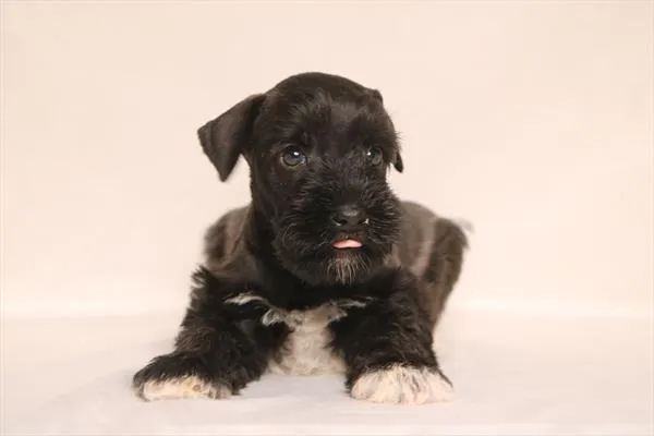 Male Mini Schnauzer puppy for sale at Petland Wichita West.