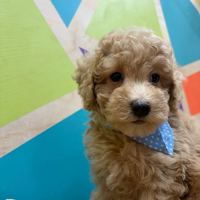 Male Mini Poodle puppy named Cirrus for sale at Petland Wichita West.