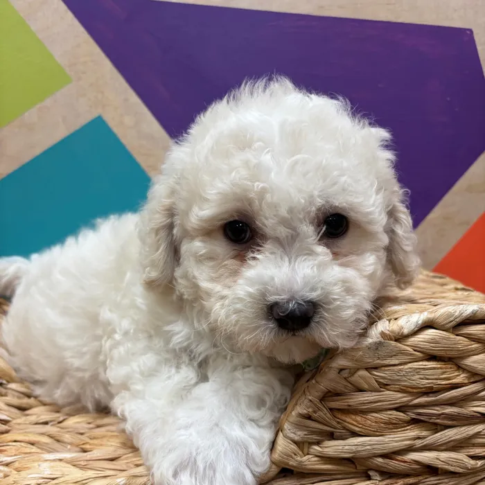 Male Daisy Dog puppy named Cornelius for sale at Petland Wichita West.