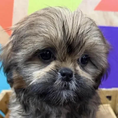 Female Shih Tzu Puppy for Sale in Joplin, MO