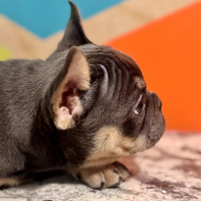 Male French Bulldog Puppy for Sale in Rogers, AR