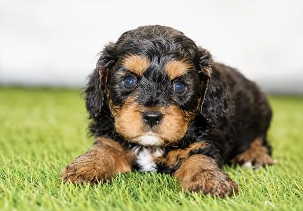 Male Cavapoo puppy for sale at Petland Wichita West.