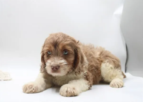 Male Cockapoo puppy for sale at Petland Joplin.