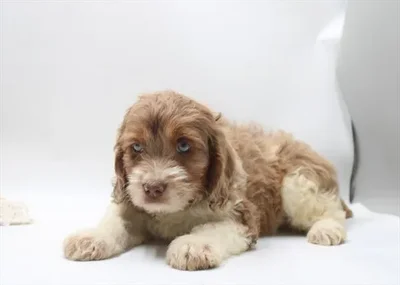 Male Cockapoo puppy for sale at Petland Joplin.