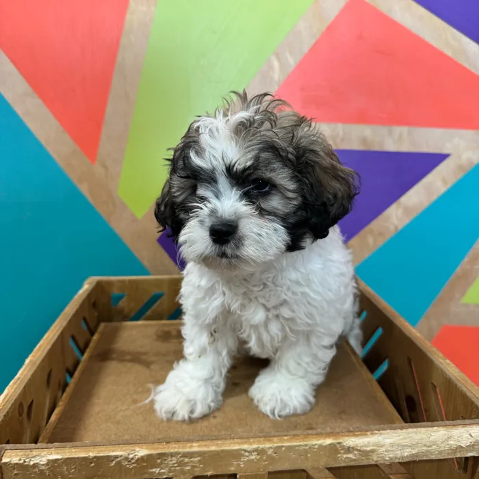 Male Teddy Bear puppy named Titan for sale at Petland Joplin.
