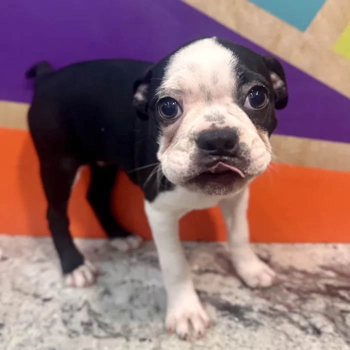 Female Boston Terrier puppy named Barbie for sale at Petland Rogers.