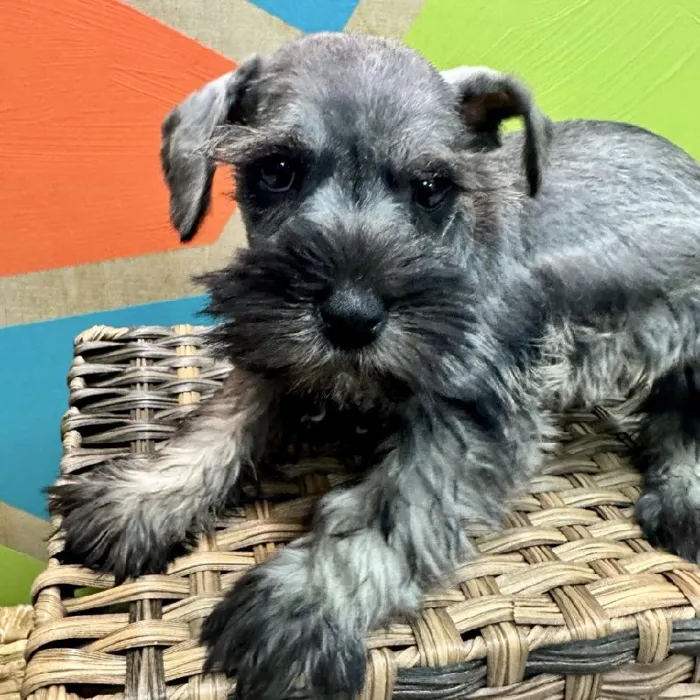 Female Mini Schnauzer Puppy for Sale in Rogers, AR