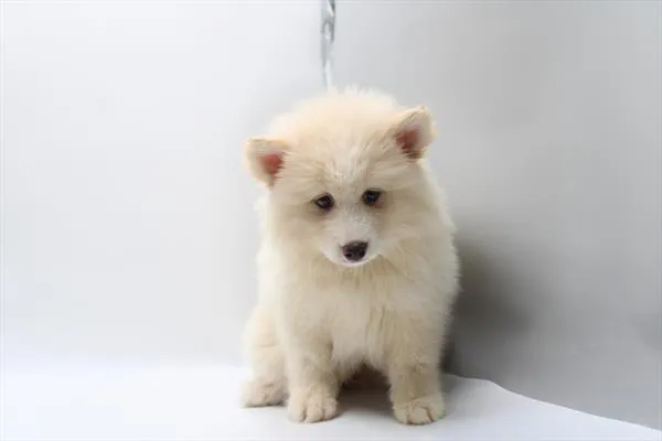 Female Pomsky puppy for sale at Petland Rogers.