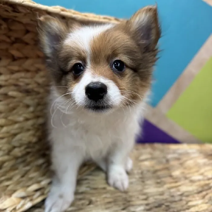 Male Pomeranian Puppy for Sale in Rogers, AR