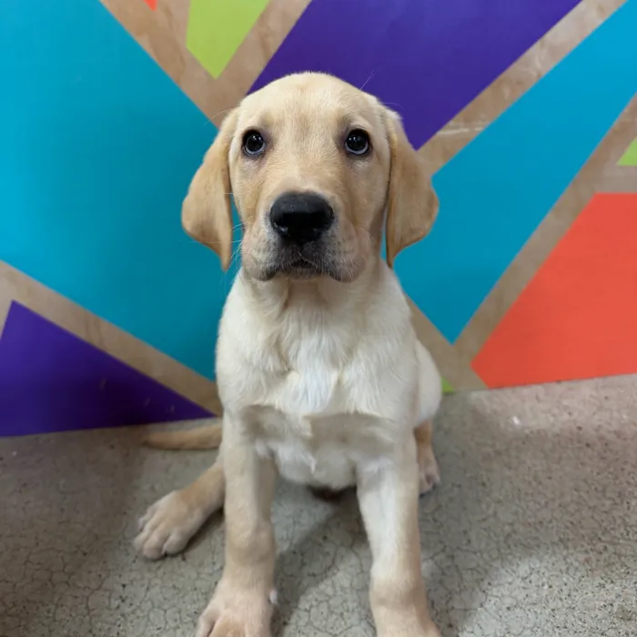 Male Labrador Retriever puppy named Louis for sale at Petland Joplin.