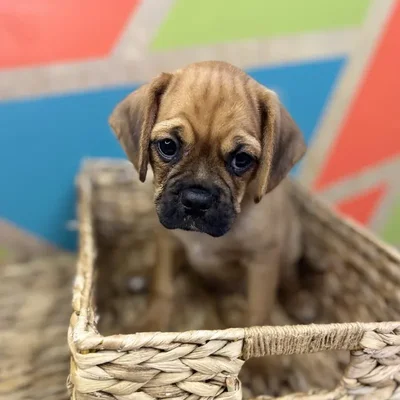 Male CHUG Puppy for Sale in Rogers, AR